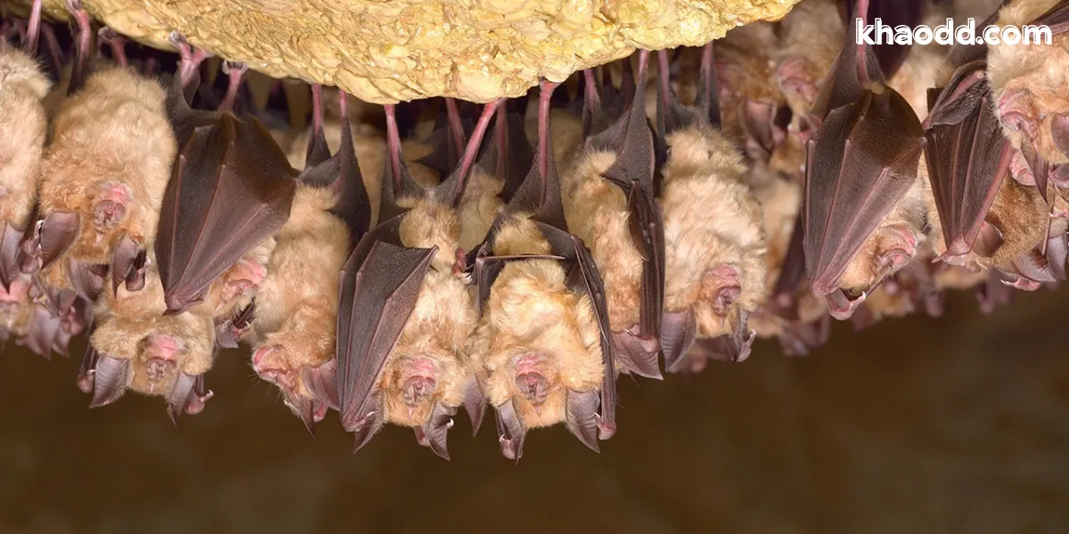 ทำนายฝันเห็นค้างคาวเยอะในลักษณะต่าง ๆ
