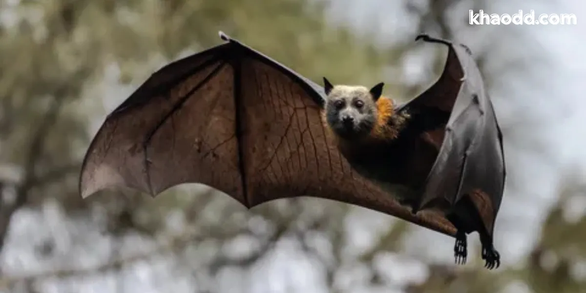 ฝันเห็นค้างคาวเยอะ