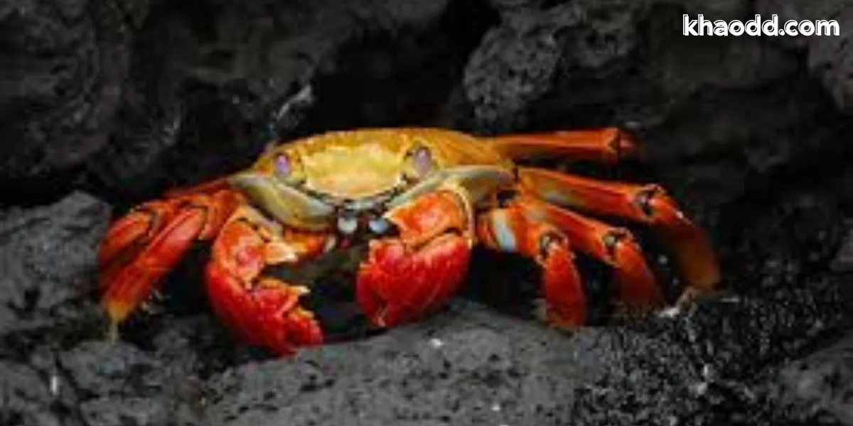 ฝันเห็นปูและความหมายด้านการงาน