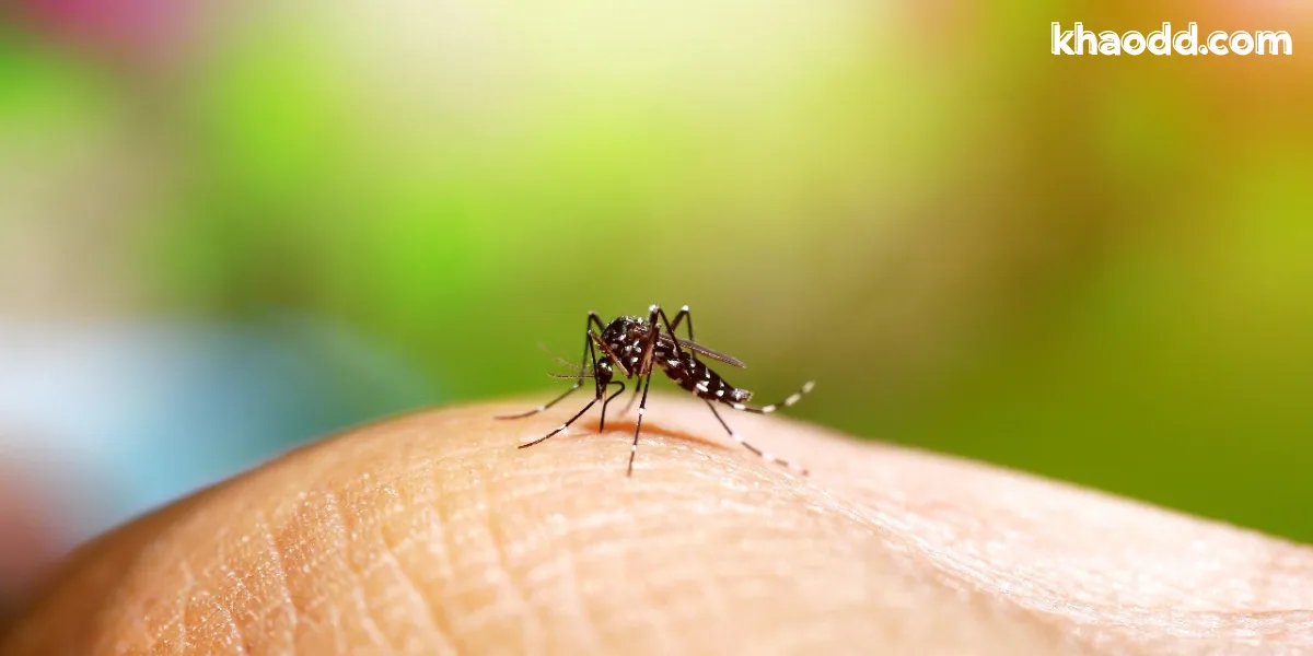 ฝันเห็นยุงเยอะมาก หมายความว่าอะไร พร้อมเลขเด็ดจากความฝัน