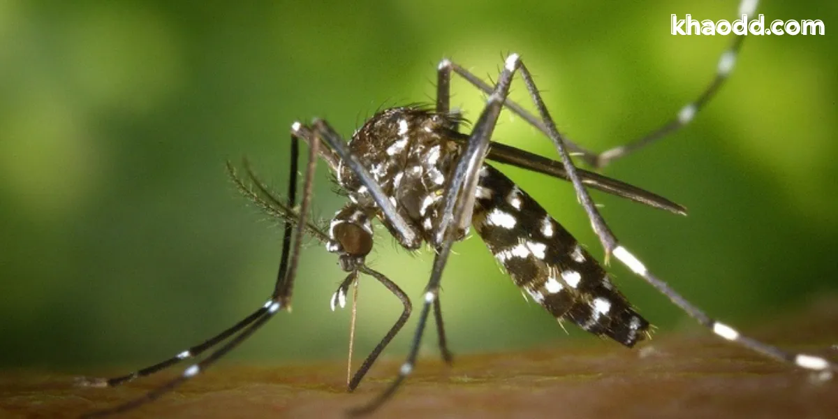 ฝันเห็นยุงเยอะมาก หมายความว่าอะไร พร้อมเลขเด็ดจากความฝัน