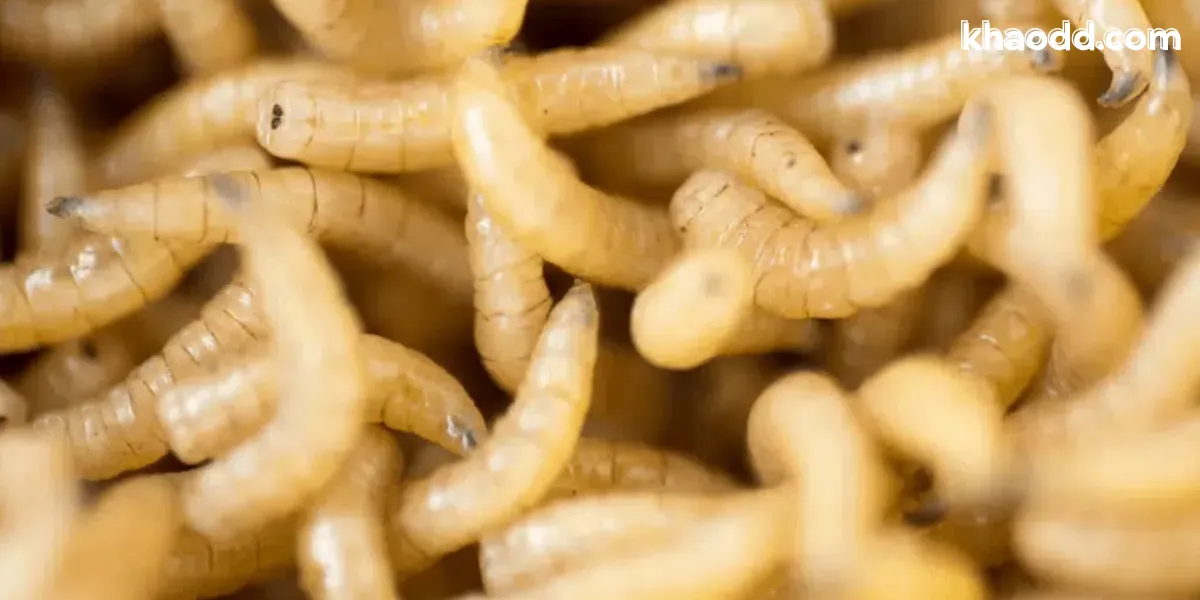 ลางดีหรือลางร้าย ขึ้นอยู่กับอะไร