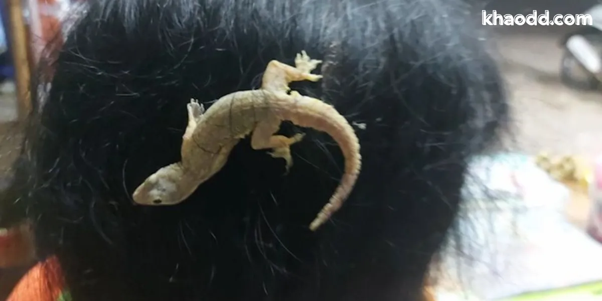 ลางบอกเหตุ สัตว์ตกใส่ หมายถึงอะไร เปิดความเชื่อโบราณ