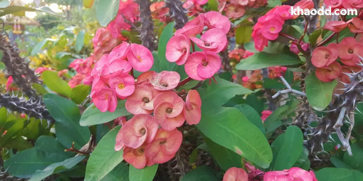 ตำแหน่งปลูกต้นไม้เรียกทรัพย์ให้เฮง