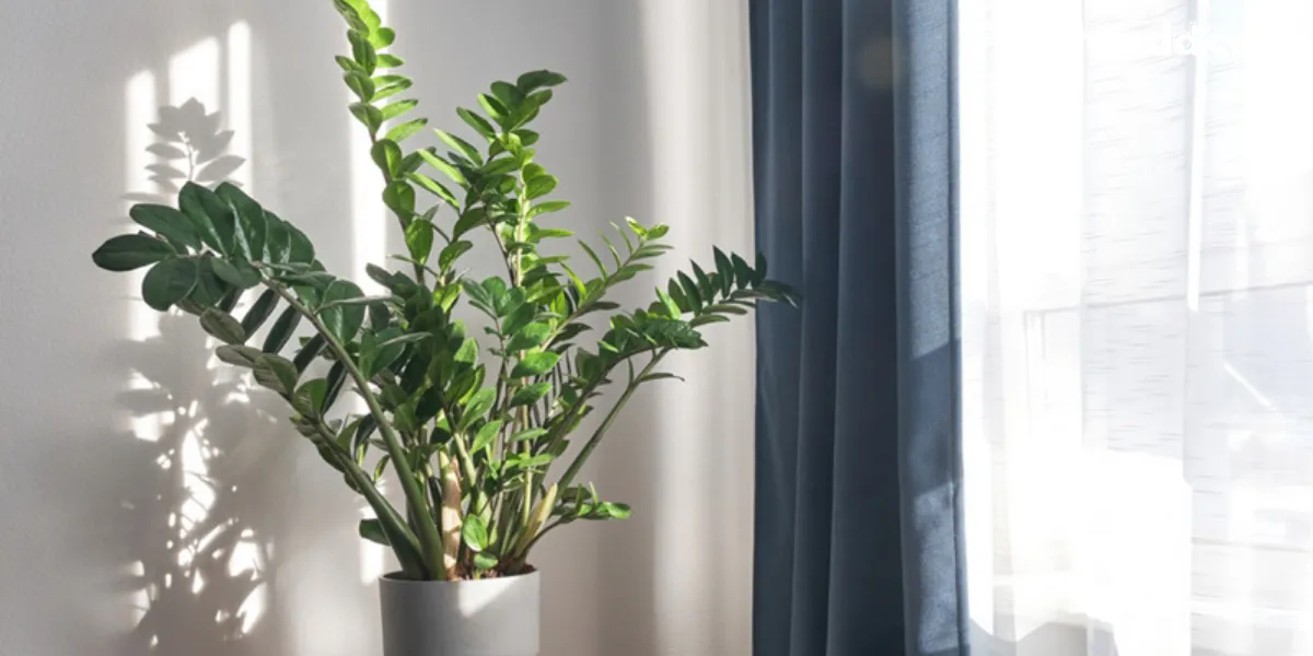 ต้นไม้เรียกทรัพย์