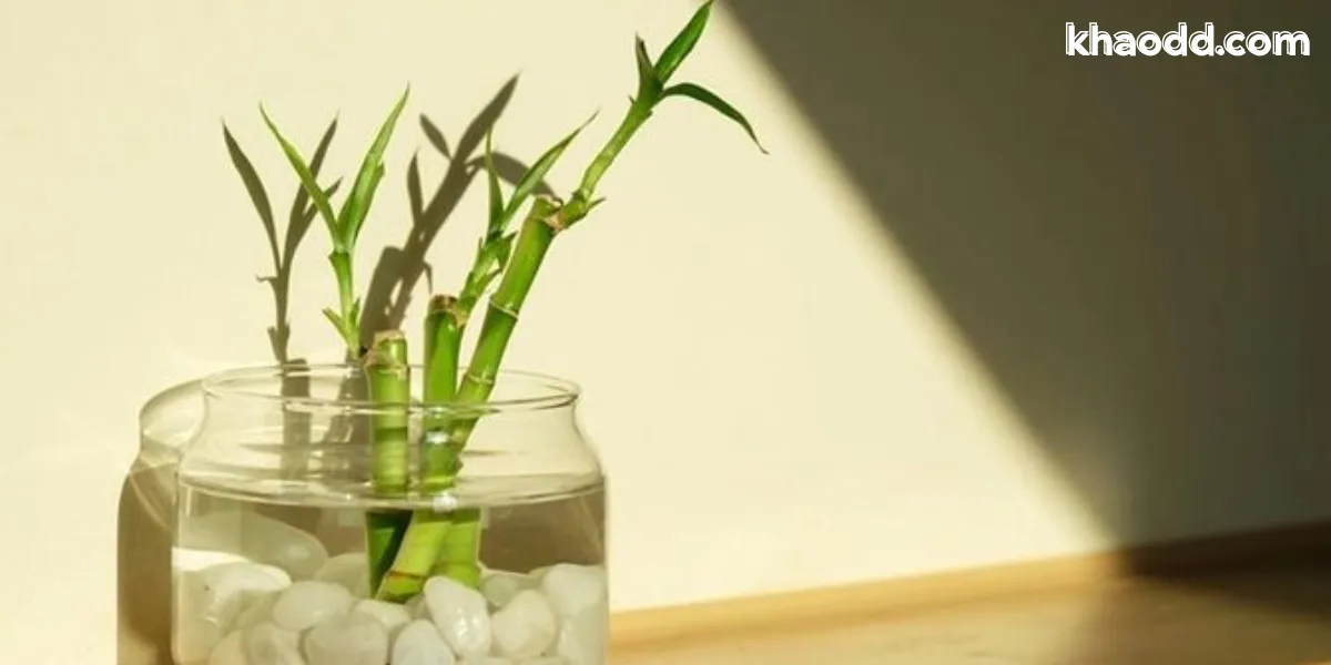 ต้นไม้เล็กๆ มงคล