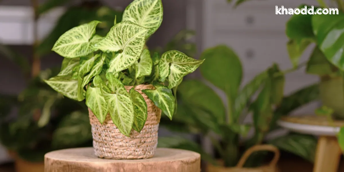 ทำไมต้นไม้เล็กๆมงคลถึงได้รับความนิยม