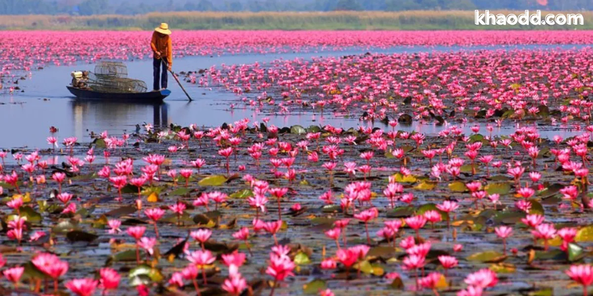 มีกิจกรรมอะไรบ้างที่ทะเลบัวแดง