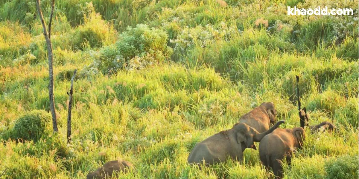 ห้วยขาแข้ง มรดกโลกทางธรรมชาติของไทย