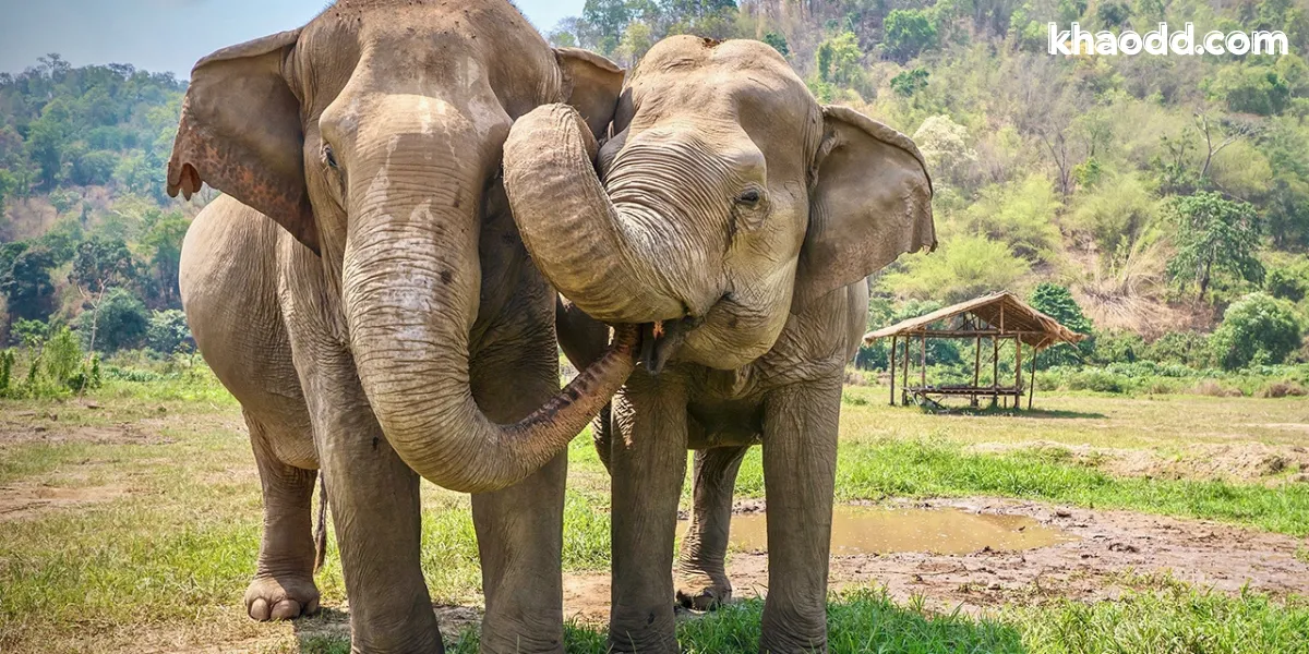 ฝันเห็นช้างหลายตัว