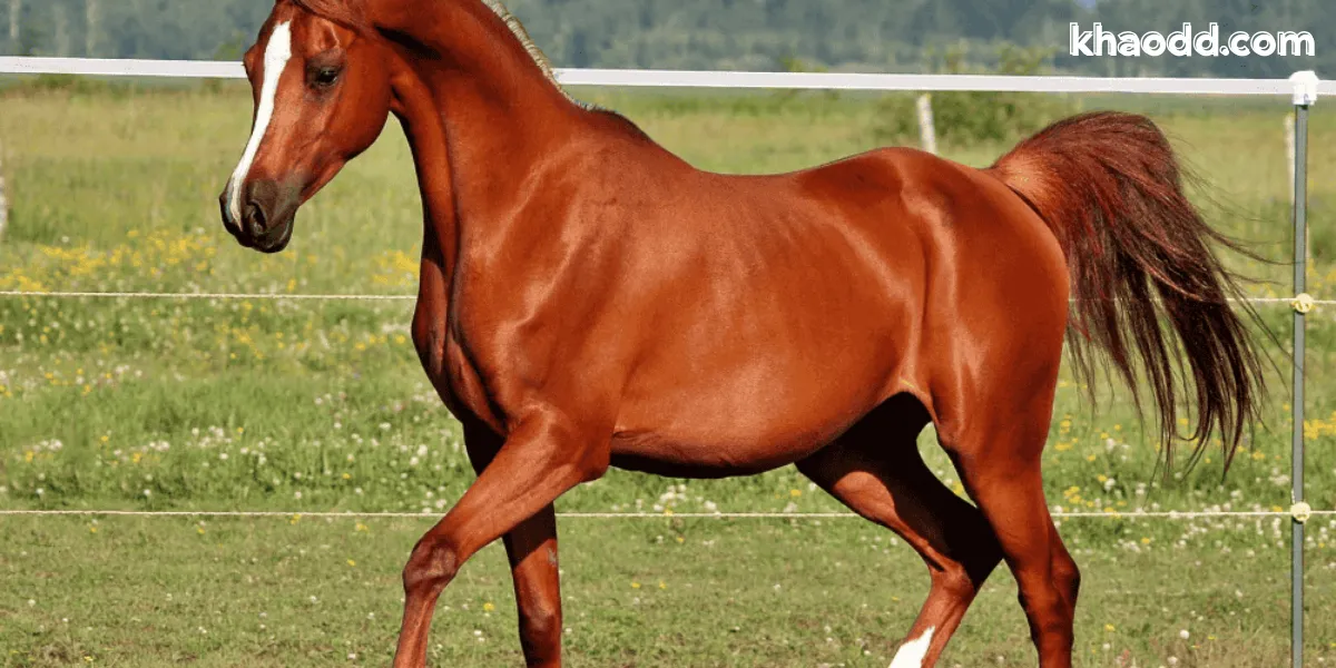 ความหมายโดยรวมของการฝันเห็นม้า