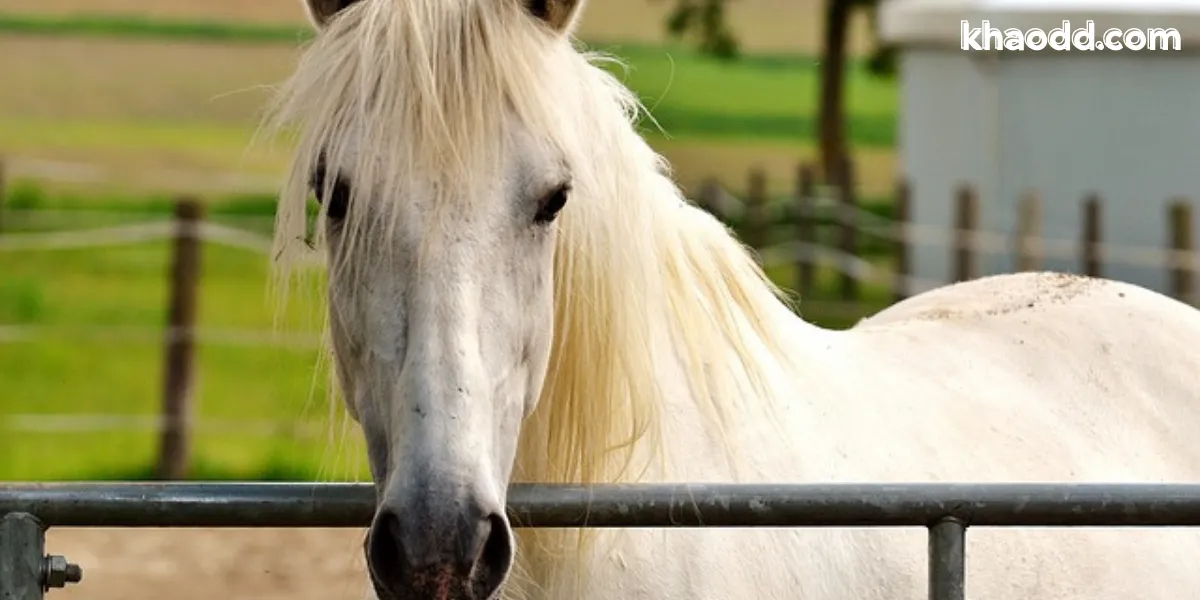 ฝันเห็นม้า