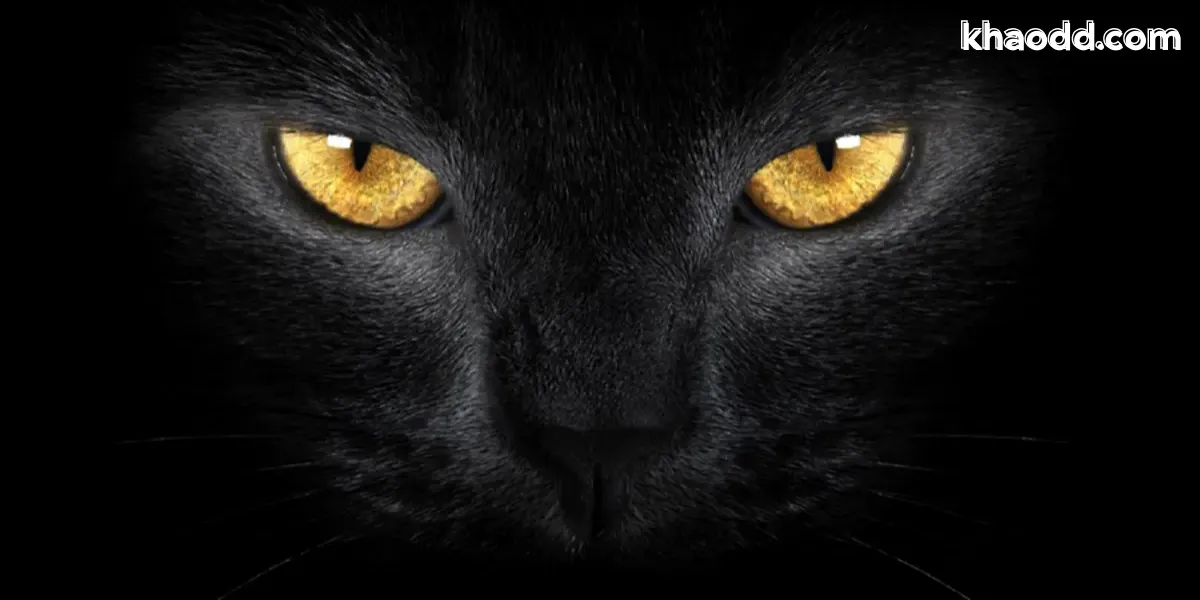 พระอุ้มหมา ชีอุ้มแมว