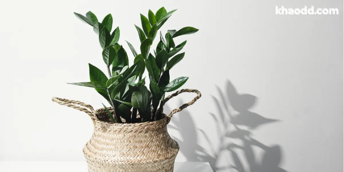 ต้นไม้มงคล โต๊ะทำงาน เสริมดวงการงาน เรียกโชค เรียกทรัพย์