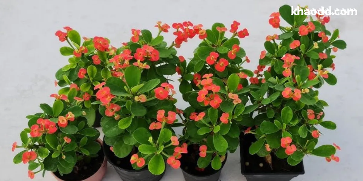 ✨ ต้นไม้มงคล โต๊ะทำงาน เลือกแบบไหนดี