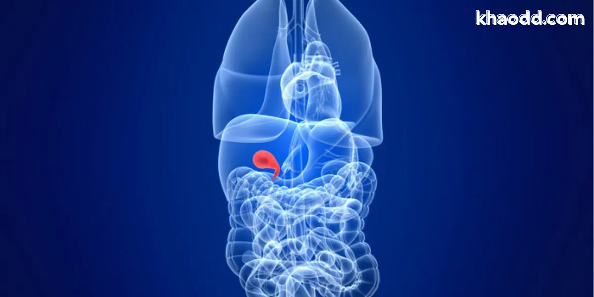 นิ่วในถุงน้ำดี คืออะไร อาการ สาเหตุ และวิธีรักษาที่แพทย์แนะนำ