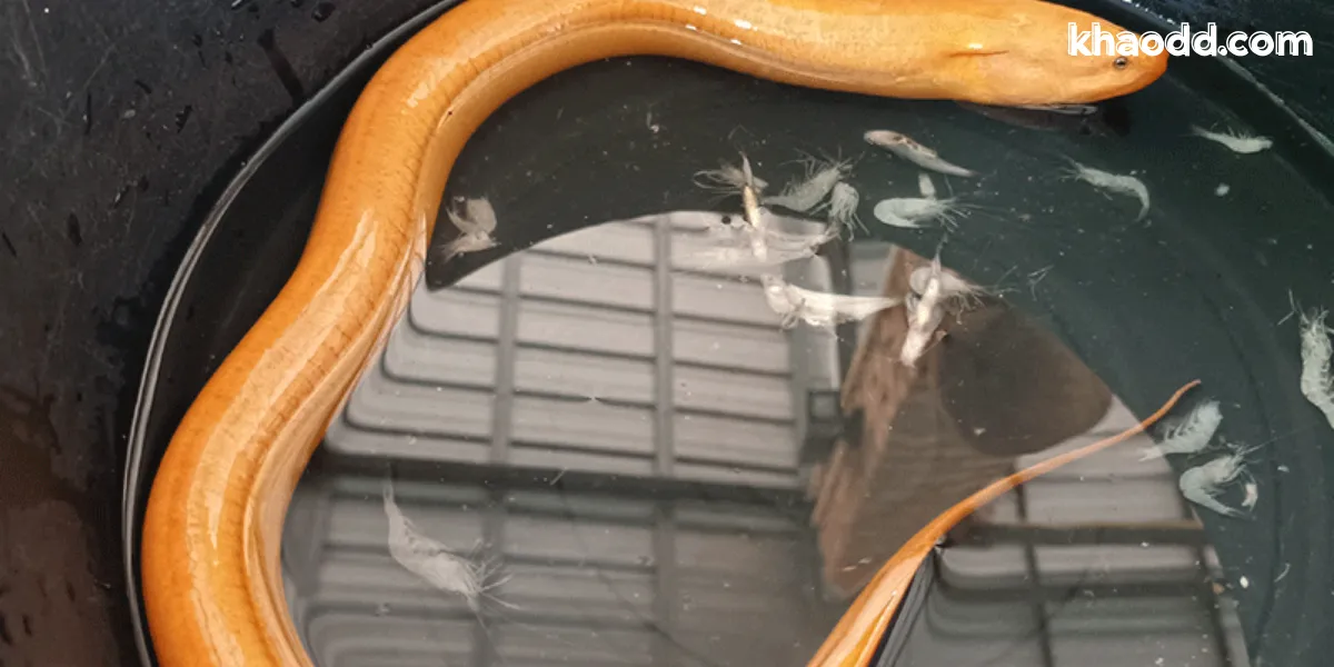 ฝันเห็นปลาไหล