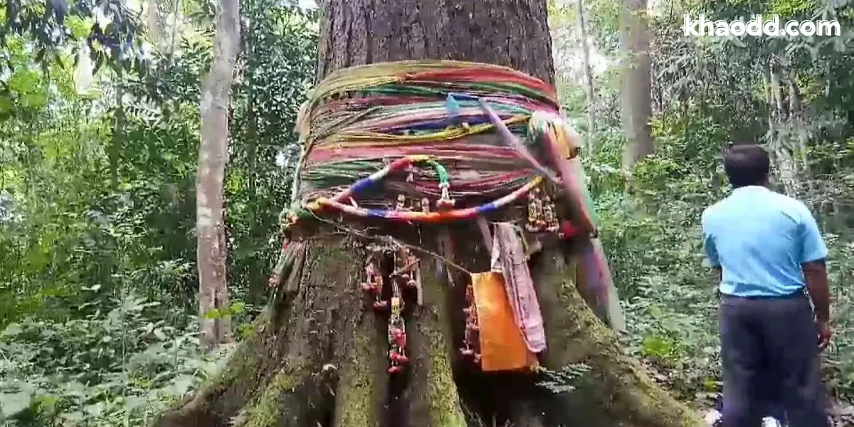 ต้นไม้ไม่มงคล มีอะไรบ้าง เปิดลิสต์ต้นไม้ต้องห้ามที่หลายคนยังปลูก
