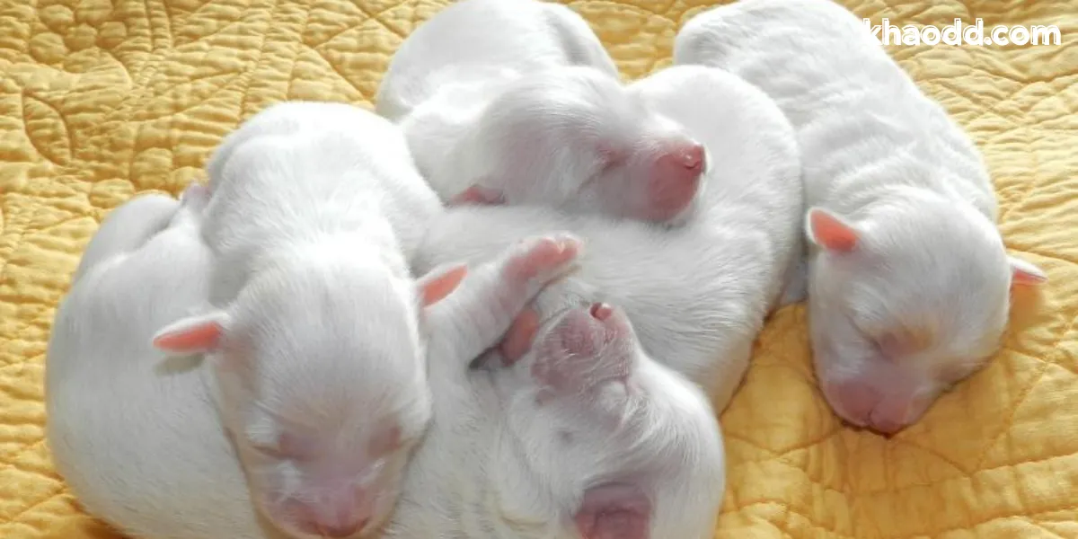 ฝันเห็นสัตว์คลอดลูก